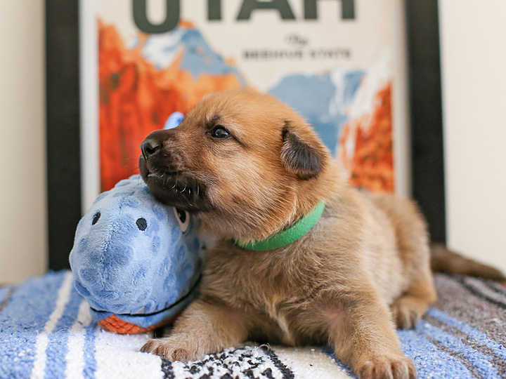 chinook puppy